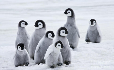 Des scientifiques disent que des milliers de poussins de manchots empereurs de l'Antarctique ont été exterminés