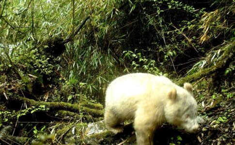 Un panda albinos a été photographié dans une réserve naturelle chinoise