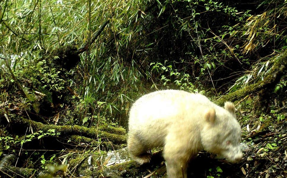 Un panda albinos a été photographié dans une réserve naturelle chinoise