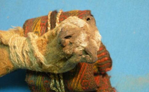 Des traces de drogues retrouvées dans une boîte rituelle sud-américain vieux de 1000 ans