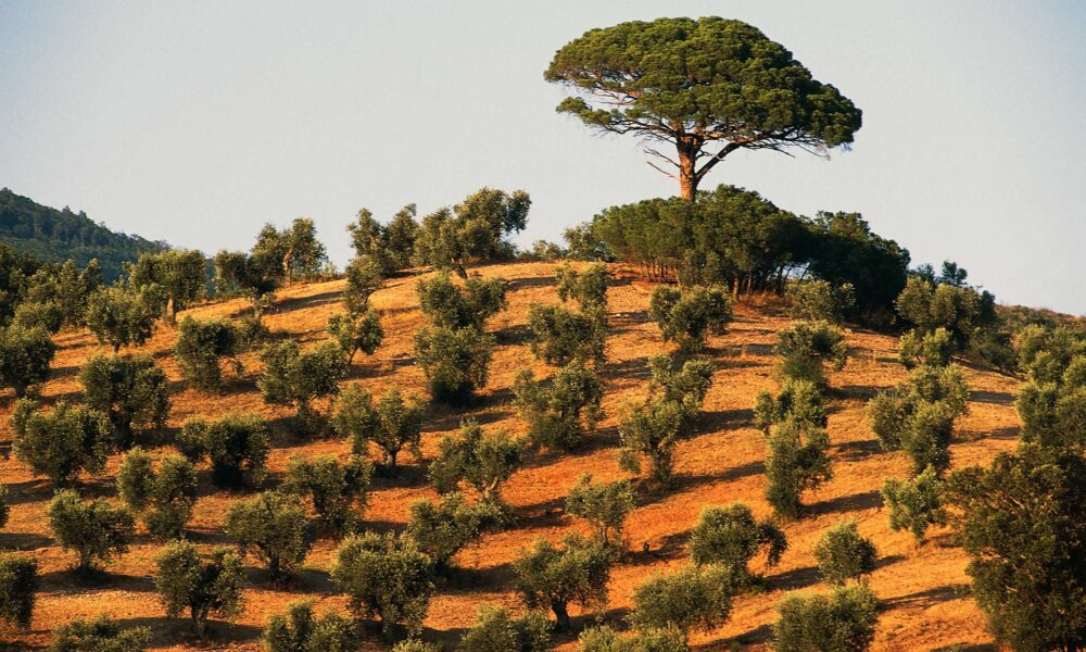La crise de l'olivier en Italie s'intensifie à mesure de la propagation d'une maladie mortelle pour les arbres