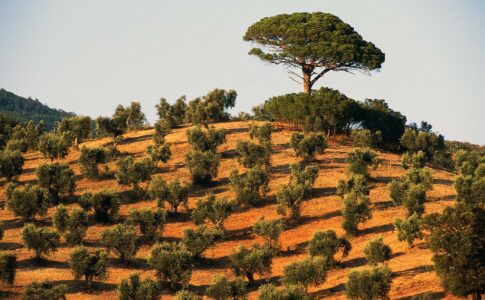 La crise de l'olivier en Italie s'intensifie à mesure de la propagation d'une maladie mortelle pour les arbres