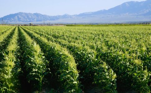 La Californie interdit un pesticide largement utilisé et lié à des lésions cérébrales chez les enfants